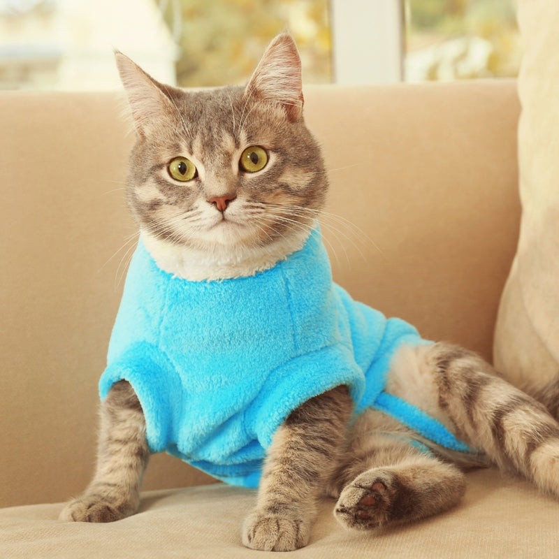 Cat wearing a blue sweater sitting on a beige couch.
